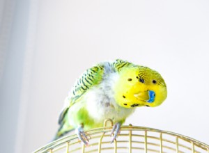 Правила сна попугаев и рекомендуемое ветеринарами оборудование для клеток с попугаями
