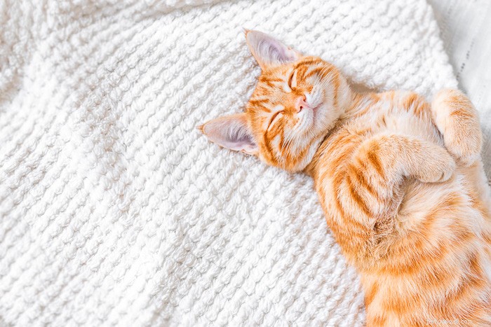 Door dierenartsen aanbevolen kalmerende kattensnoepjes
