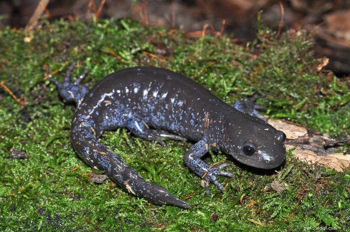 As salamandras-toupeira são bons animais de estimação?