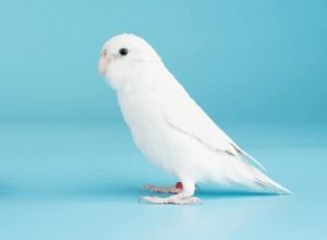 В чем разница между волнистым попугаем-альбиносом (волнистым попугайчиком) и волнистым попугайчиком-лютино?