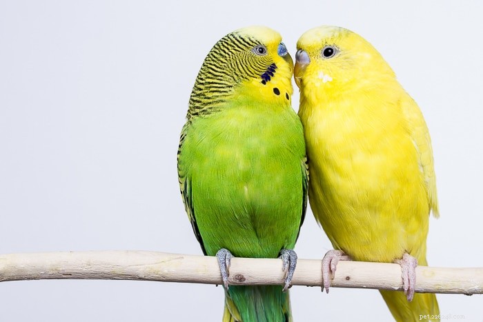 В чем разница между волнистым попугаем-альбиносом (волнистым попугайчиком) и волнистым попугайчиком-лютино?