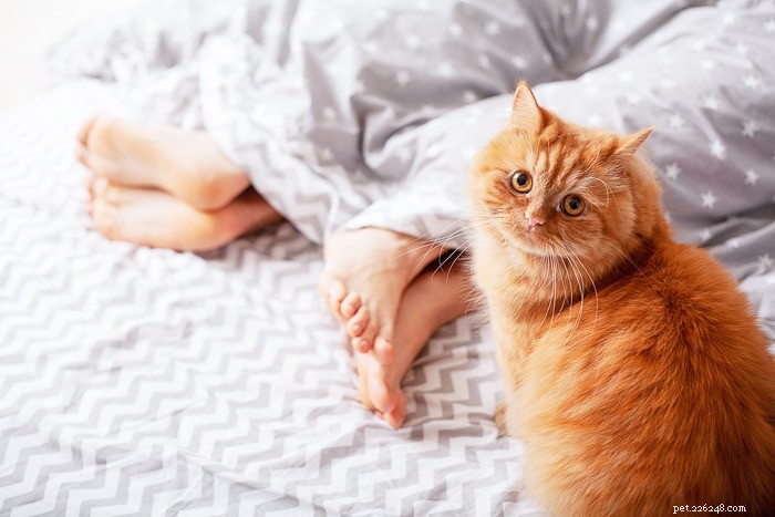 Perché i gatti dormono ai piedi del letto?