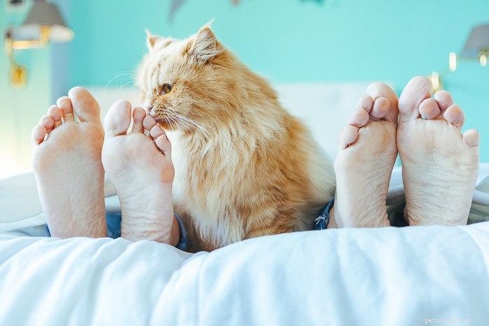 なぜ猫はベッドの足元で寝るのですか？ 