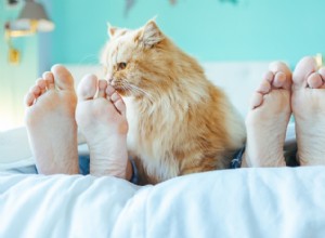 Waarom slapen katten aan het voeteneinde van het bed?