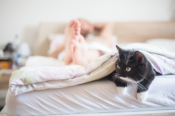고양이가 침대 발치에서 자는 이유는 무엇입니까?