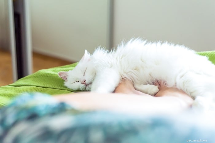Varför sover katter vid fotändan av sängen?