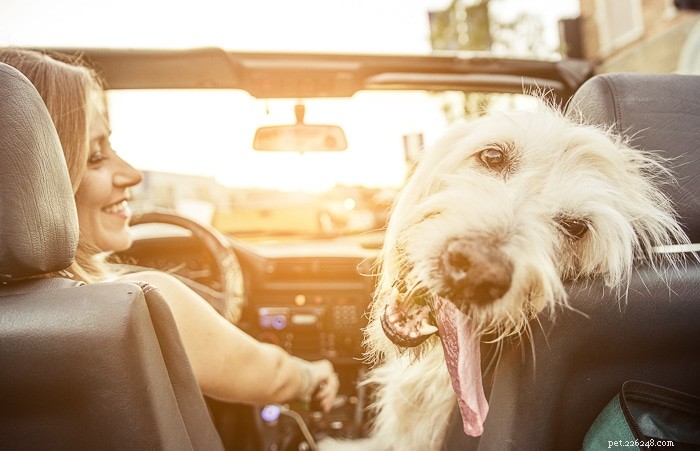 Waarom hijgen honden in de auto?