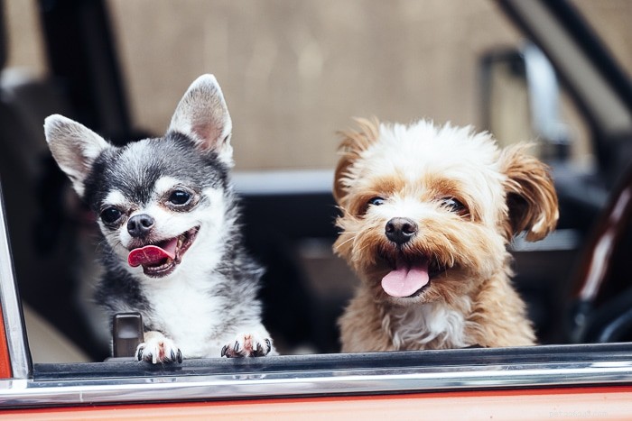 Varför flåsar hundar i bilen?