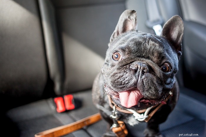 なぜ犬は車の中で喘ぐのですか？ 