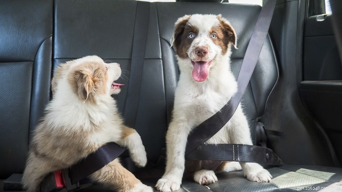 Proč psi dýchají v autě?