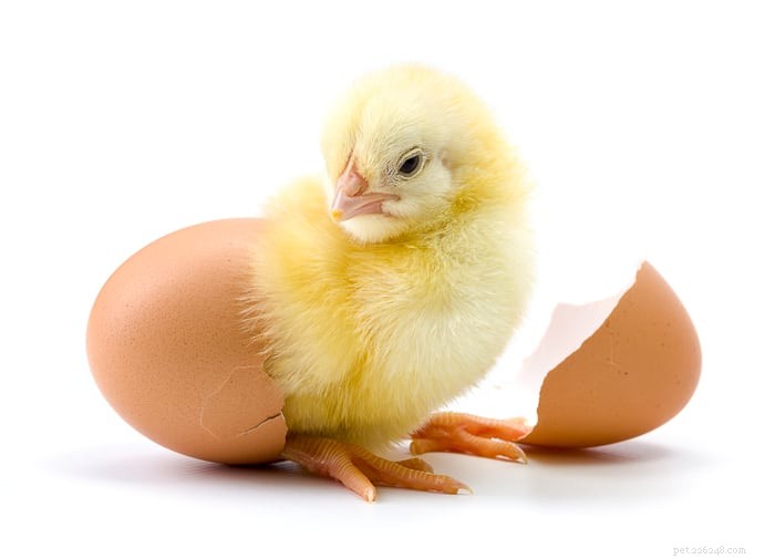 Kippen:hoe bevrucht een haan een ei?