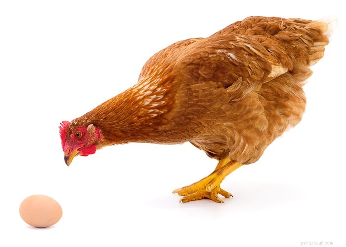 Poulets :comment un coq féconde-t-il un œuf ?