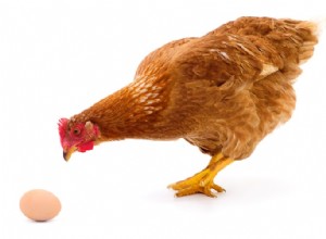 Куры:как петух оплодотворяет яйцо?