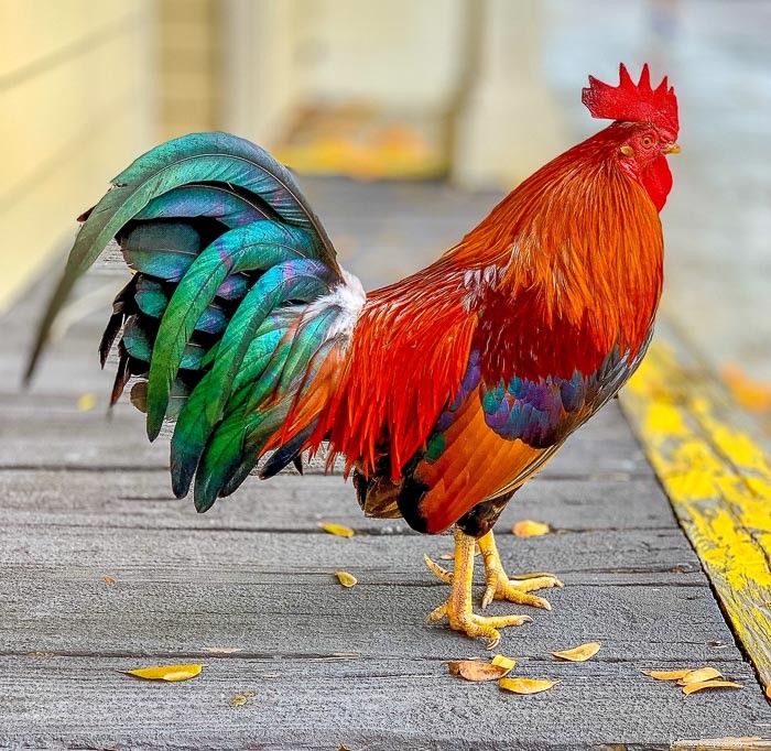 Kycklingar:How Does a Rooster Fertilize an Egg?