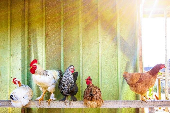 Kuřata:Jak kohout oplodňuje vejce? 