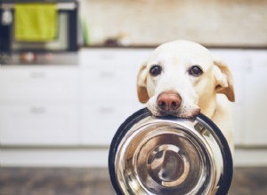 Cães podem comer quiabo?