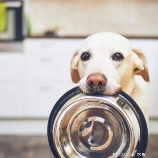 Kunnen honden okra eten?