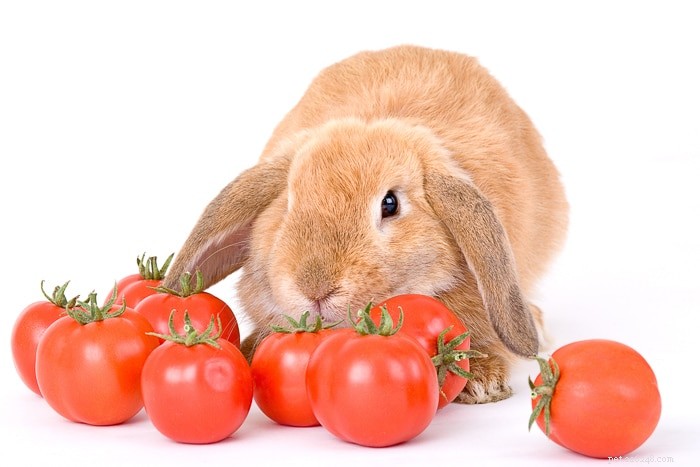 I conigli possono mangiare i pomodori?