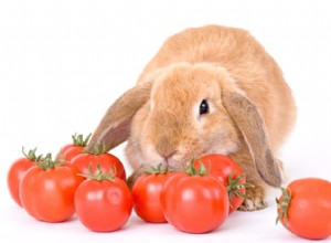 토끼는 토마토를 먹을 수 있습니까?