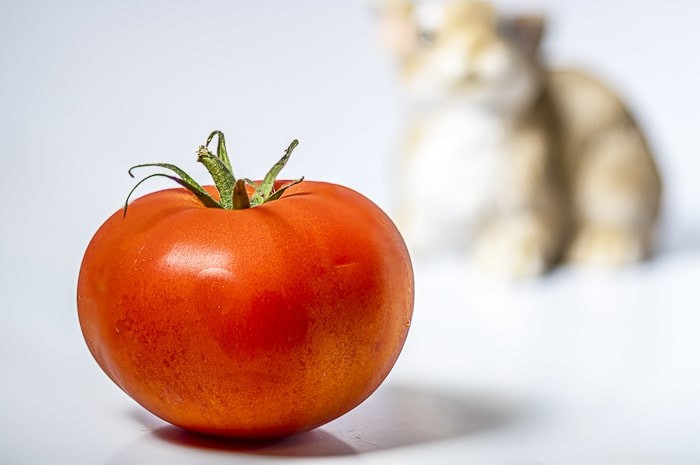 Coelhos podem comer tomates?