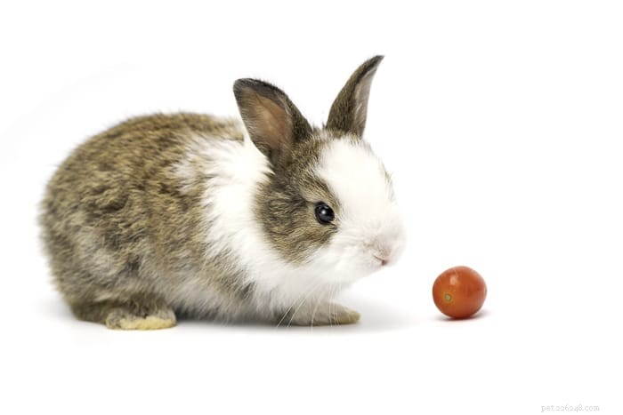 Les lapins peuvent-ils manger des tomates ?