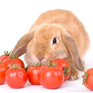 Coelhos podem comer tomates?
