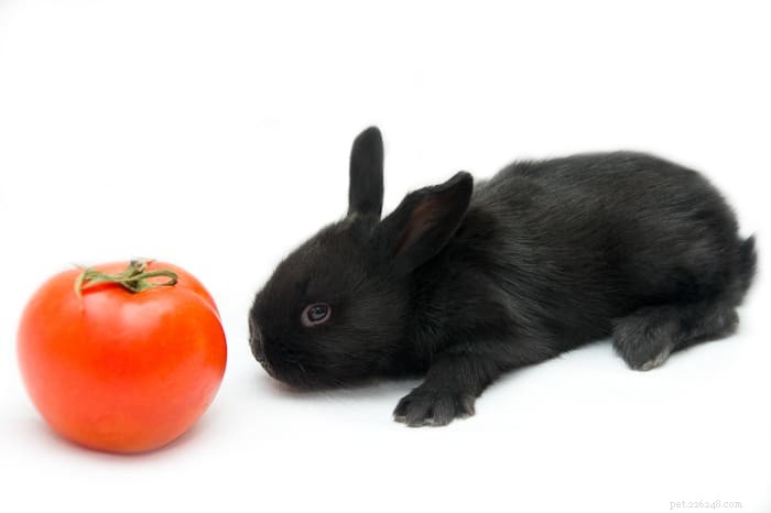 Kunnen konijnen tomaten eten?