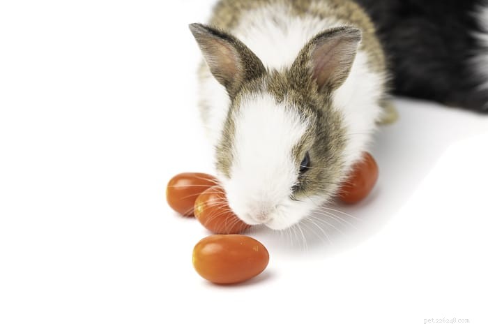 Могут ли кролики есть помидоры?