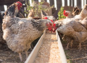 Kan kycklingar äta selleri?