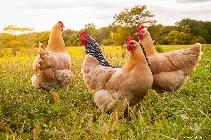 I polli possono mangiare il sedano?
