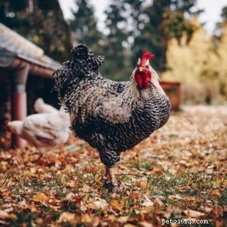 I polli possono mangiare il sedano?