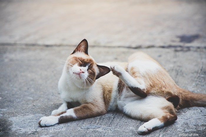 고양이 속박성 피부염이란 무엇입니까?