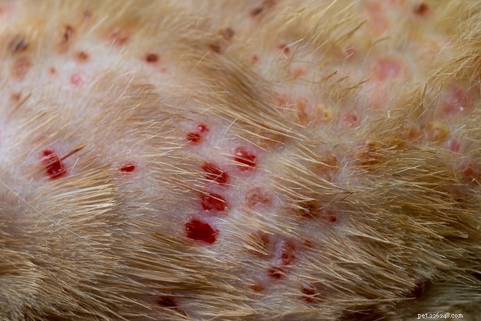 Wat is miliaire dermatitis bij katten?
