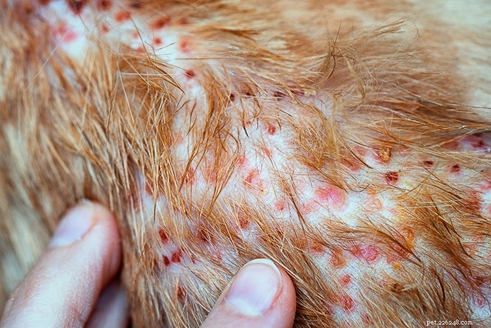 Che cos è la dermatite miliare felina?