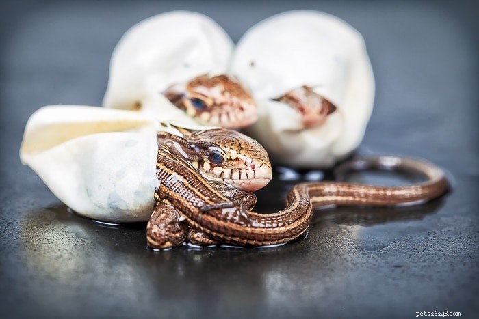 Bearded Dragons Eggs:wat moet je weten?