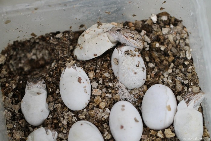 アゴヒゲトカゲの卵：あなたは何を知る必要がありますか？ 