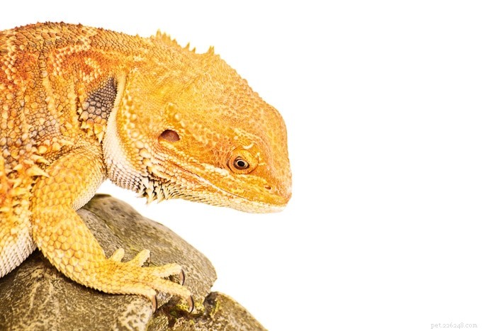 Bearded Dragons Ägg:Vad behöver du veta?