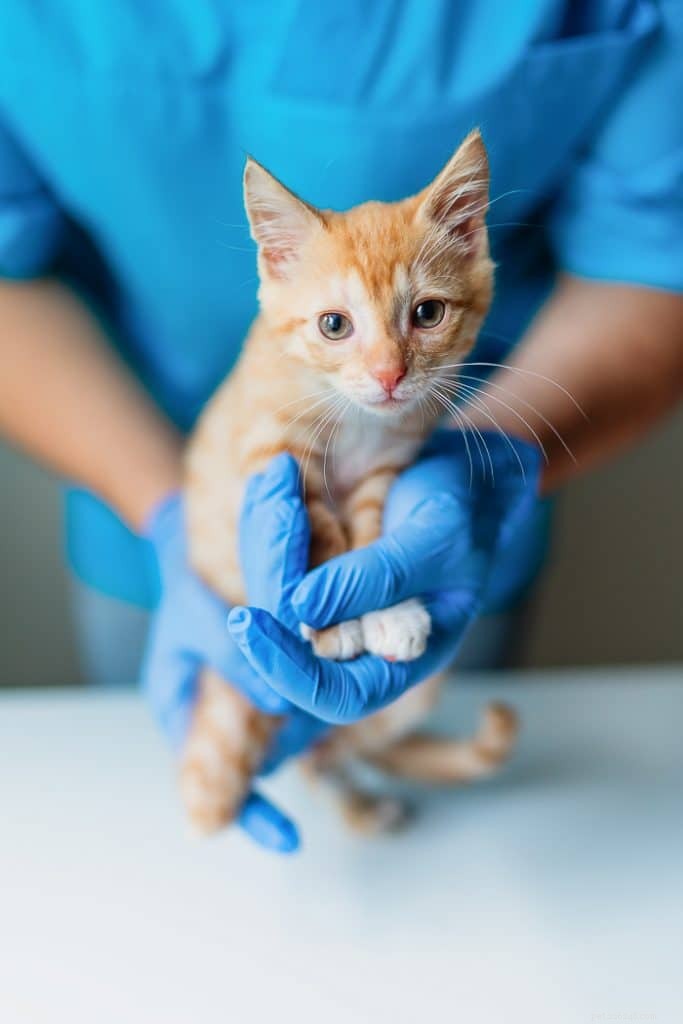 Что такое радиальная гипоплазия кошек?