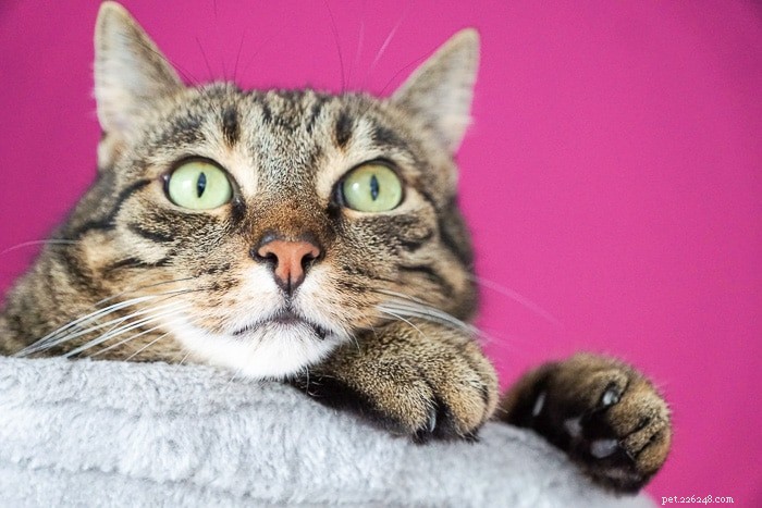 Cos è l ipoplasia radiale felina?