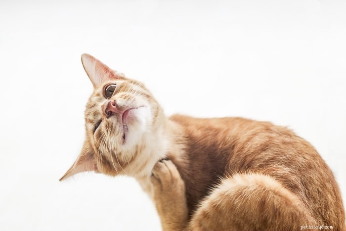 Come prendono le pulci i gatti indoor?