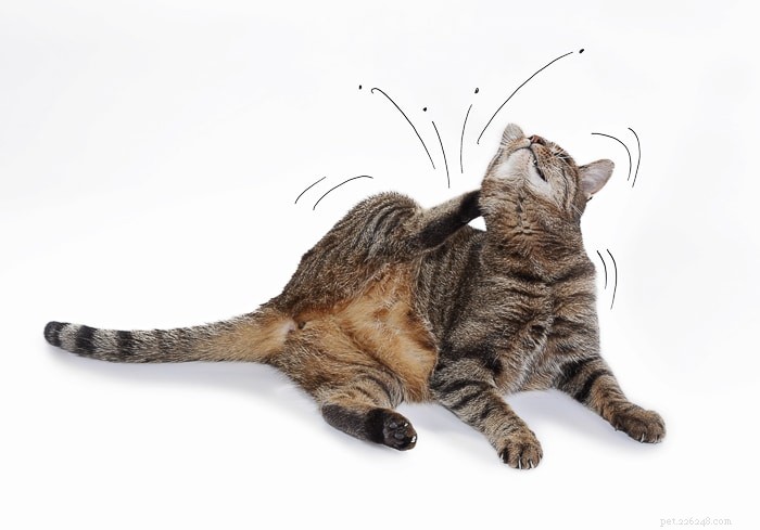 Come prendono le pulci i gatti indoor?