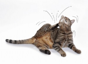Откуда у домашних кошек появляются блохи?