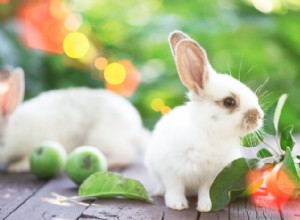 토끼는 최대 절전 모드입니까?