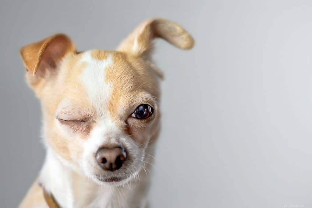 Почему собаки подмигивают?