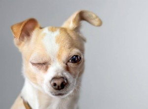 Почему собаки подмигивают?