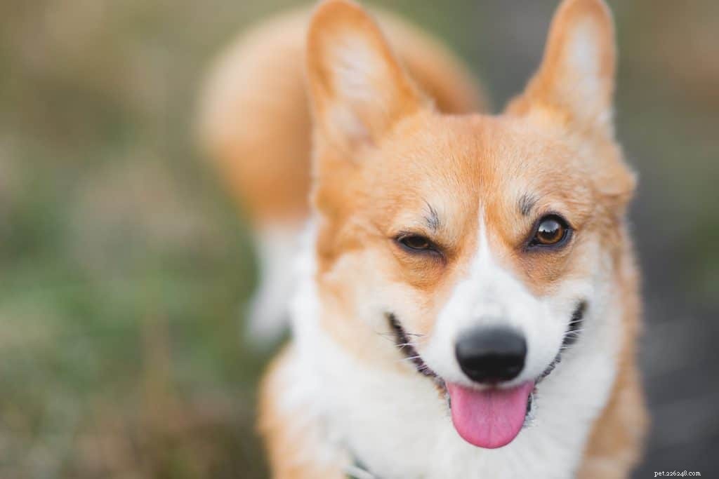 Varför blinkar hundar?