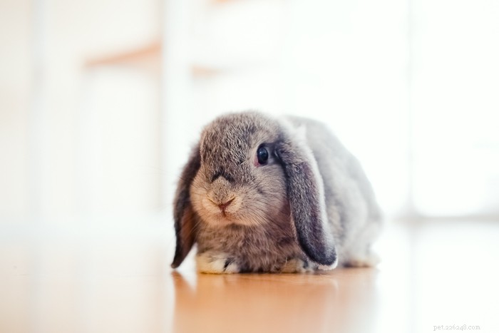 Les lapins peuvent-ils manger des courgettes ?