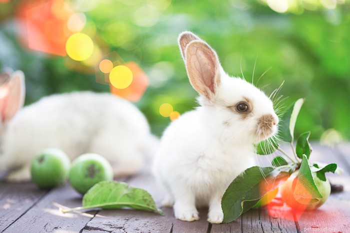 Kunnen konijnen courgette eten?