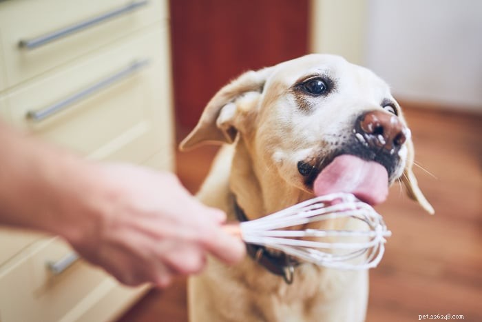Les chiens peuvent-ils manger de la mayonnaise ?