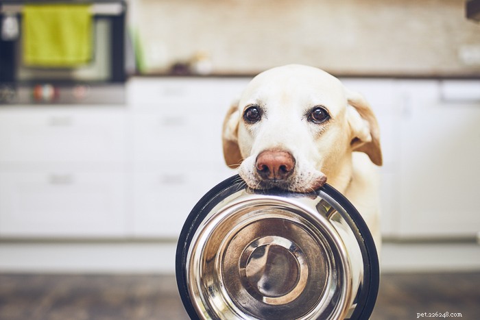 Cibo per cani a basso contenuto di sodio consigliato dai veterinari